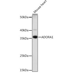 ADORA1 Rabbit pAb