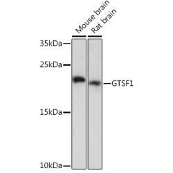 GTSF1 Rabbit pAb