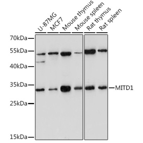 MITD1 Rabbit pAb