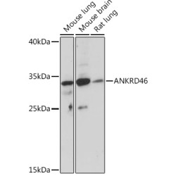 ANKRD46 Rabbit pAb