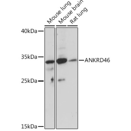 ANKRD46 Rabbit pAb