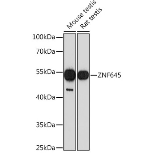 ZNF645 Rabbit pAb