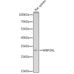 WBP2NL Rabbit pAb