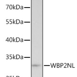 WBP2NL Rabbit pAb