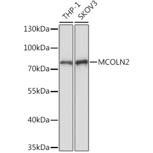 MCOLN2 Rabbit pAb