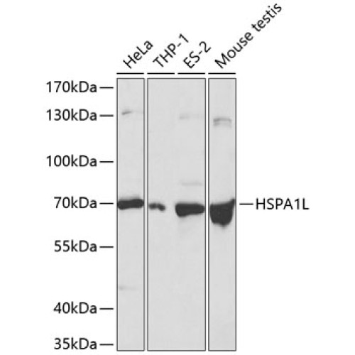 HSPA1L Rabbit pAb