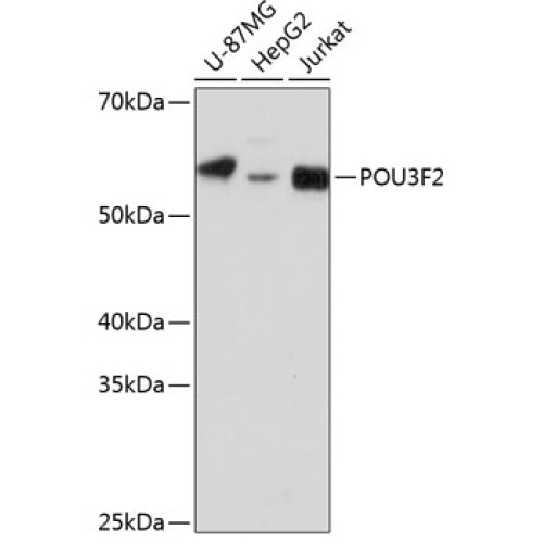 POU3F2 Rabbit pAb