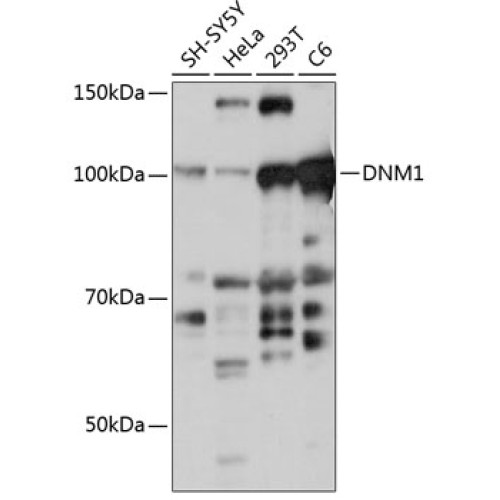 DNM1 Rabbit pAb