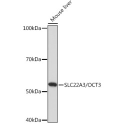 SLC22A3/OCT3 Rabbit pAb