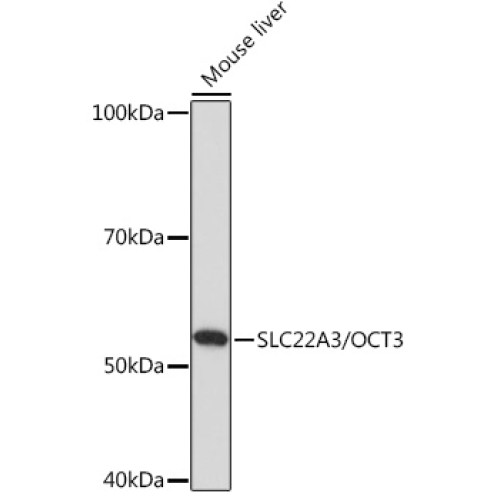 SLC22A3/OCT3 Rabbit pAb