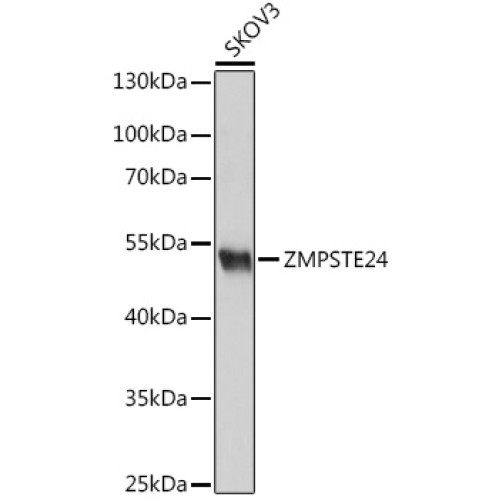ZMPSTE24 Rabbit pAb