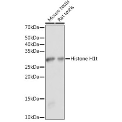 Histone H1t Rabbit pAb
