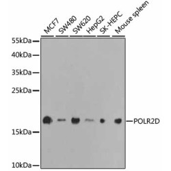 POLR2D Rabbit pAb