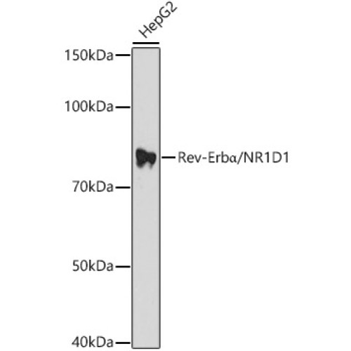 Rev-Erbα/NR1D1 Rabbit pAb