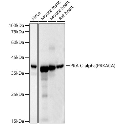 [KD Validated] PKA C-alpha (PRKACA) Mouse mAb