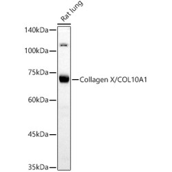 Collagen X/COL10A1 Rabbit pAb