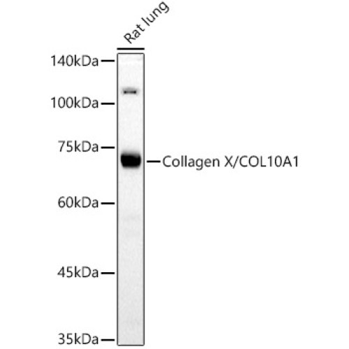 Collagen X/COL10A1 Rabbit pAb