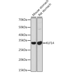 KLF14 Rabbit pAb