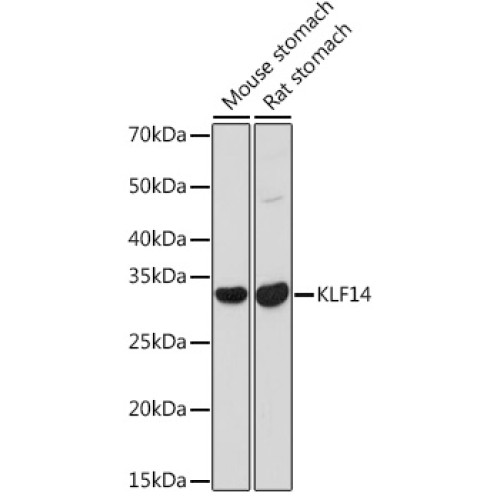 KLF14 Rabbit pAb
