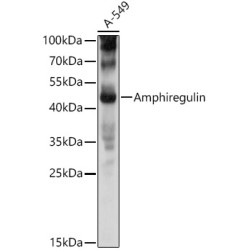 Amphiregulin Rabbit pAb