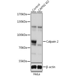 [KO Validated] Calpain 2 Rabbit pAb