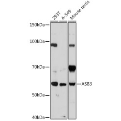 ASB3 Rabbit pAb