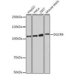 DGCR8 Rabbit pAb