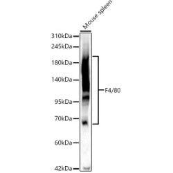 F4/80 Rabbit pAb