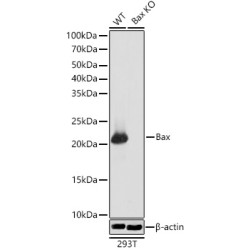 [KO Validated] Bax Rabbit mAb