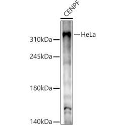 CENPF Rabbit pAb