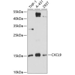 CXCL9 Rabbit pAb