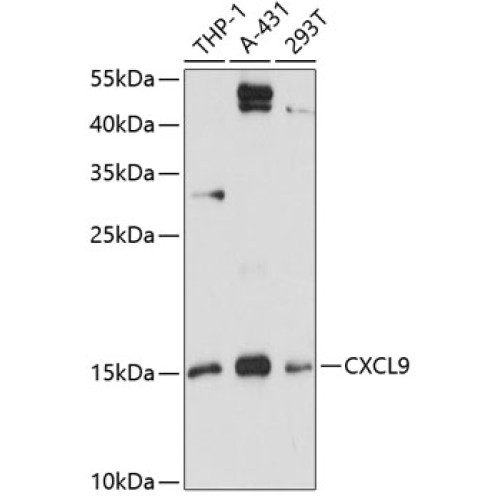 CXCL9 Rabbit pAb