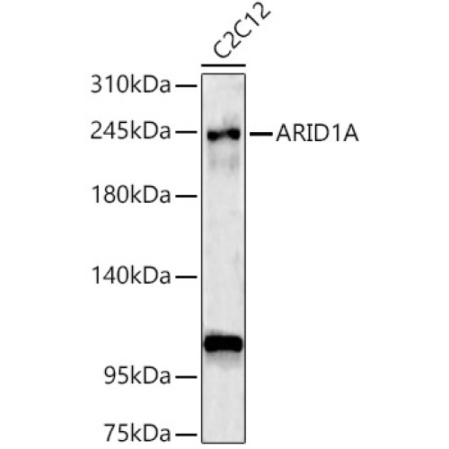 ARID1A Rabbit pAb