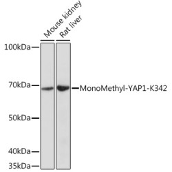 MonoMethyl-YAP1-K342 Rabbit pAb