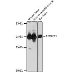 APOBEC2 Rabbit pAb