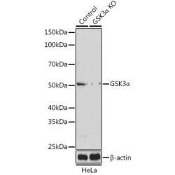 [KO Validated] GSK3α Rabbit pAb
