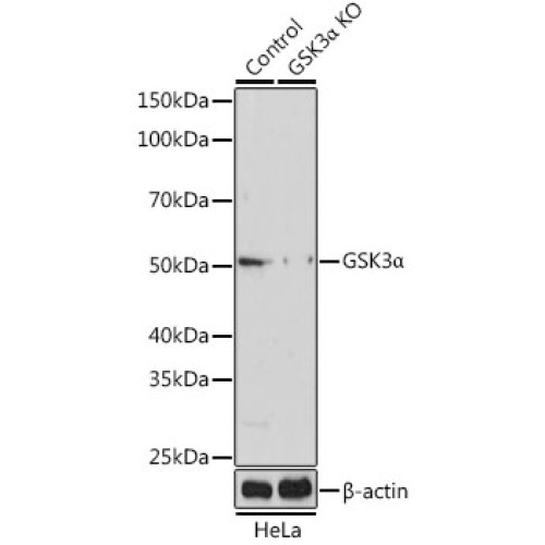 [KO Validated] GSK3α Rabbit pAb