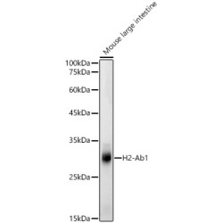 H2-Ab1 Rabbit pAb