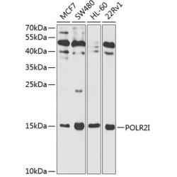 POLR2I Rabbit pAb