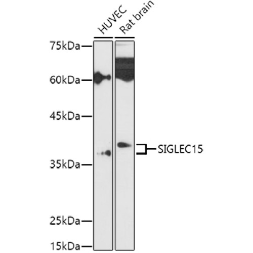 Siglec-15 Rabbit pAb