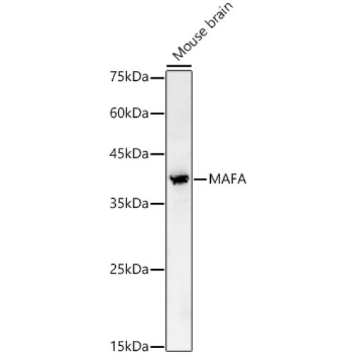 MAFA Rabbit pAb