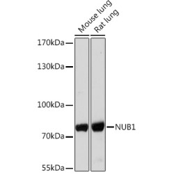 NUB1 Rabbit pAb