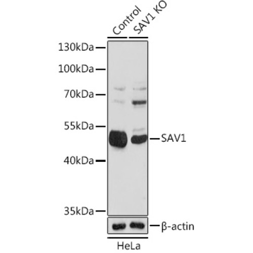 [KO Validated] SAV1 Rabbit pAb