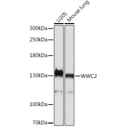 WWC2 Rabbit pAb