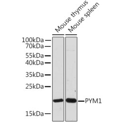 PYM1 Rabbit pAb