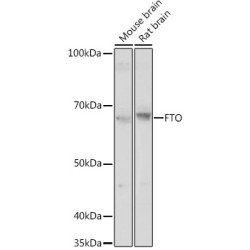 FTO Rabbit pAb