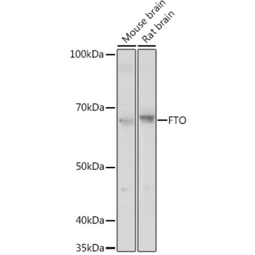 FTO Rabbit pAb