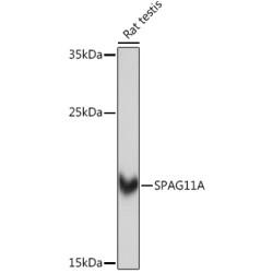 SPAG11A Rabbit pAb