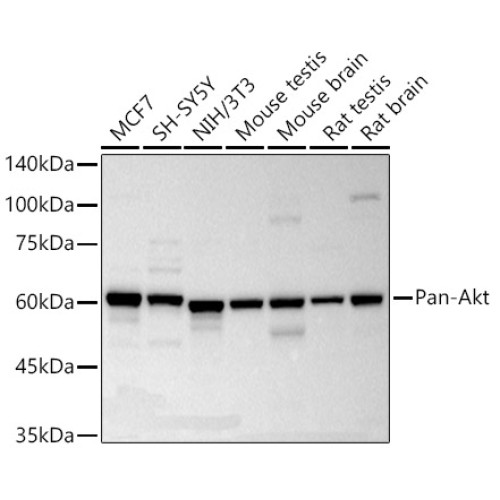 Pan-Akt Rabbit mAb