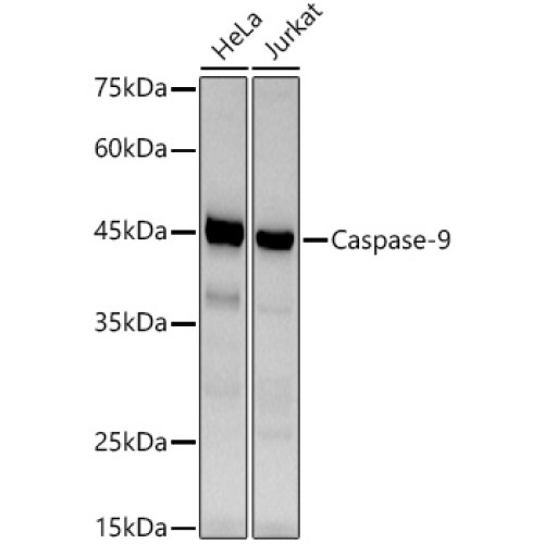 [KO Validated] Caspase-9 Rabbit mAb